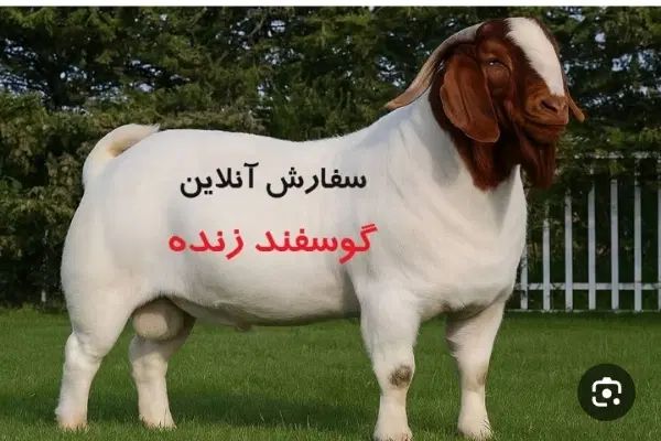 گوسفند زنده|حیوانات مزرعه|تهران, ابوذر|دیوار