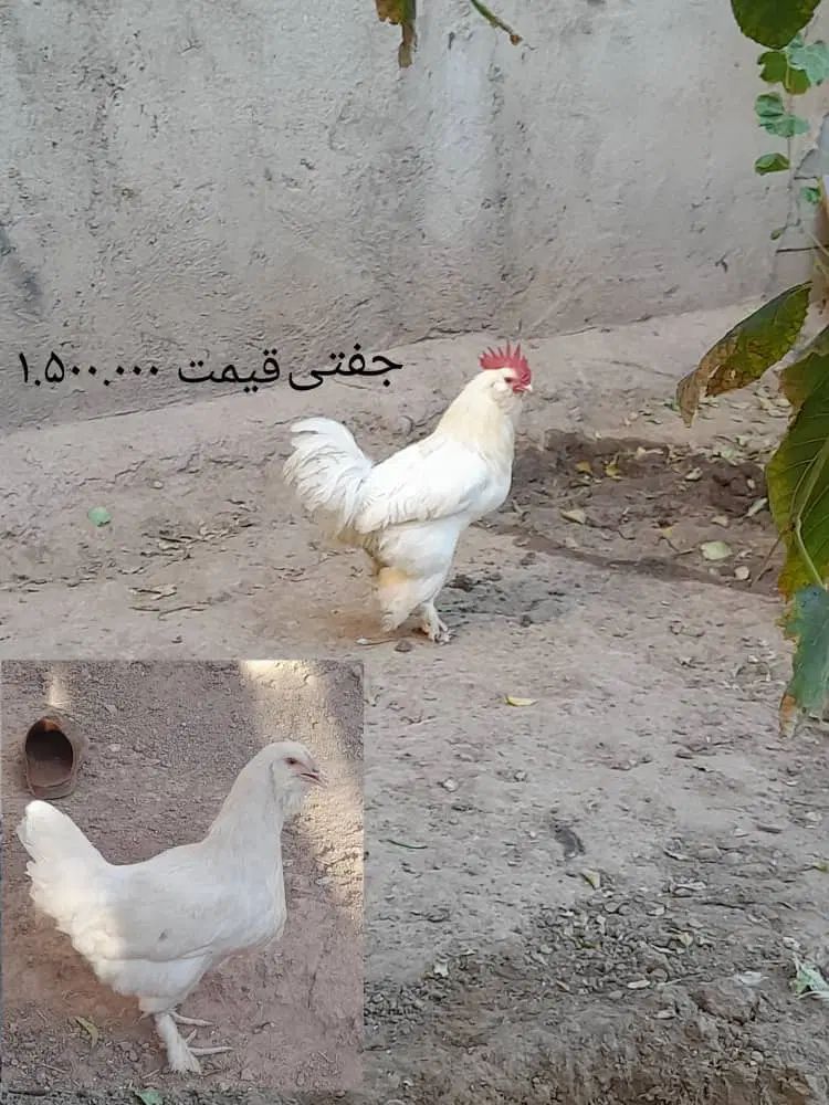 مرغ و خروس|حیوانات مزرعه|تبریز, |دیوار
