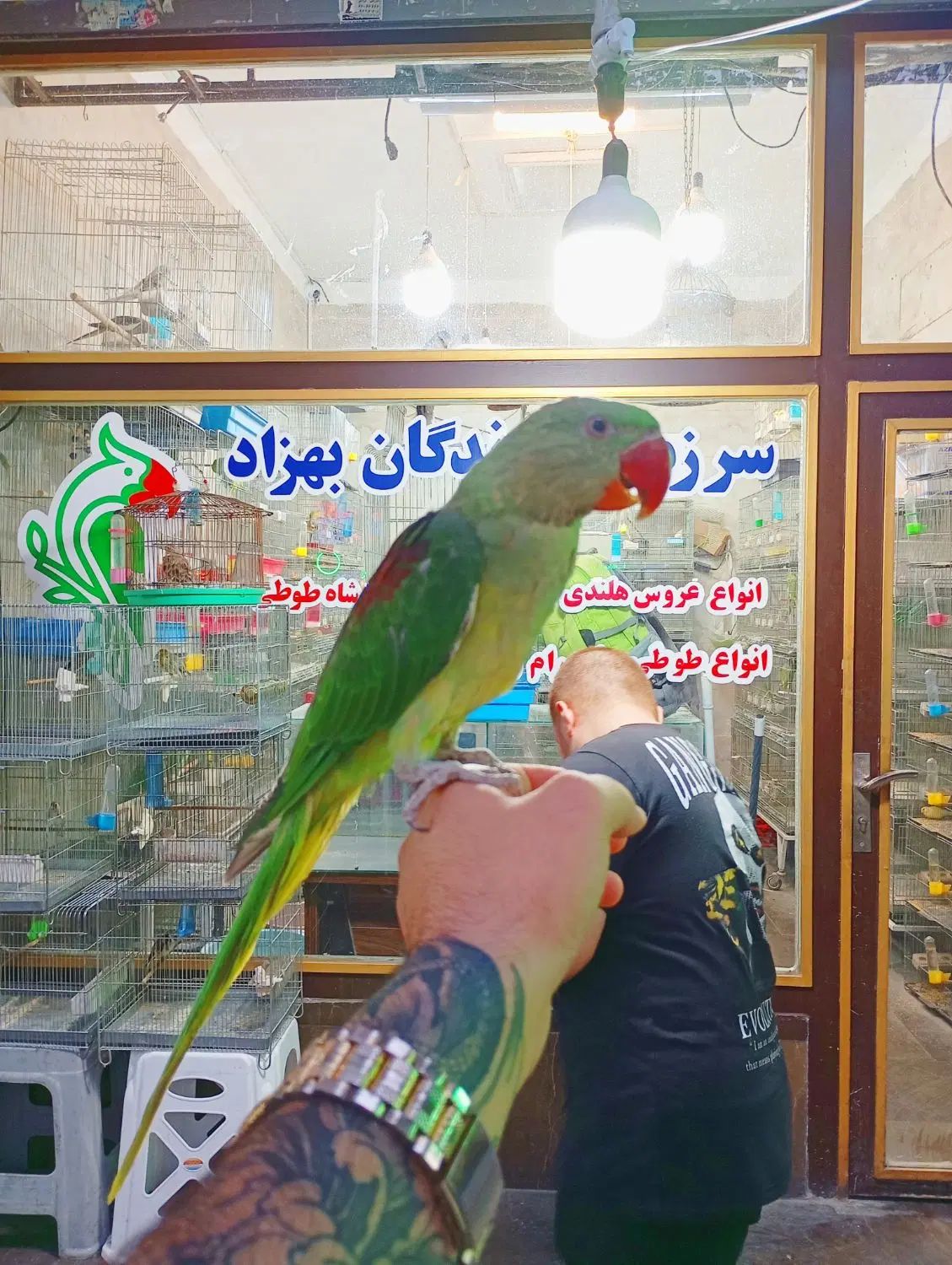 شاه طوطی نر جوجه رام سخنگو داخلی با ضمانت کتبی|پرنده|تهران, استاد معین|دیوار