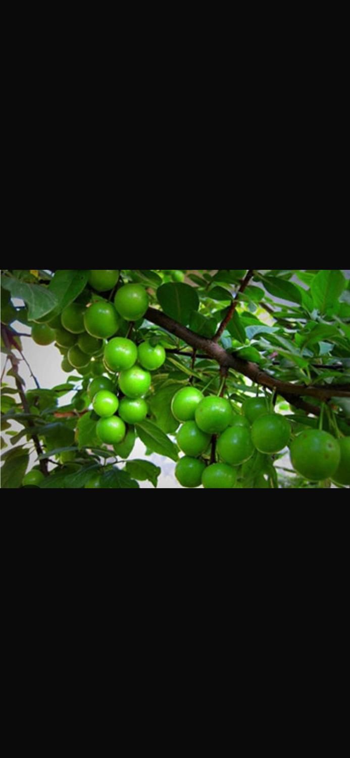 فروش باغ در اخر شبستر با تمامی وسایل داخل ویلا|فروش خانه و ویلا|تسوج, |دیوار