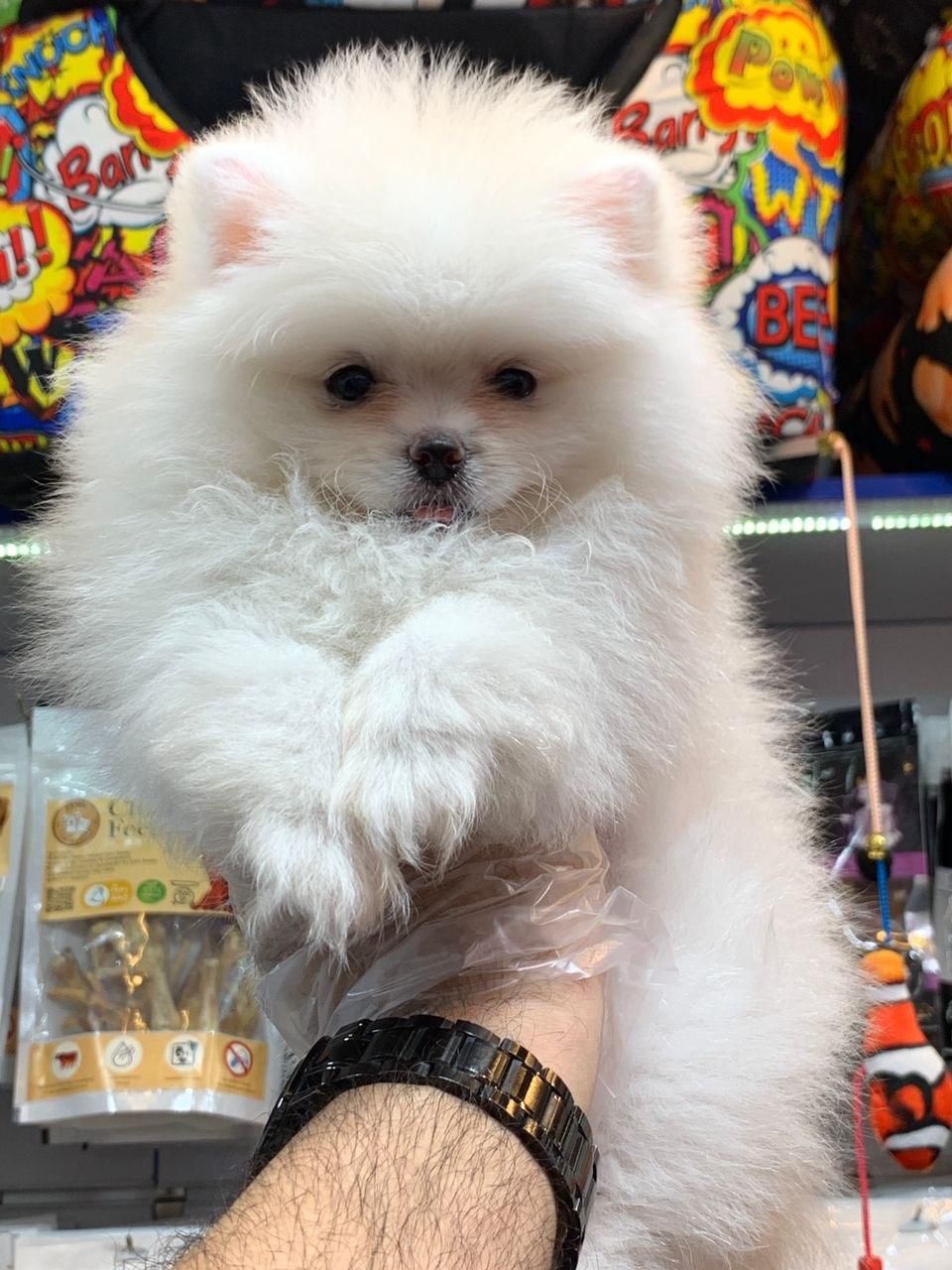 پامرانین خرسی سایز صفر|سگ|رشت, لاکانی|دیوار