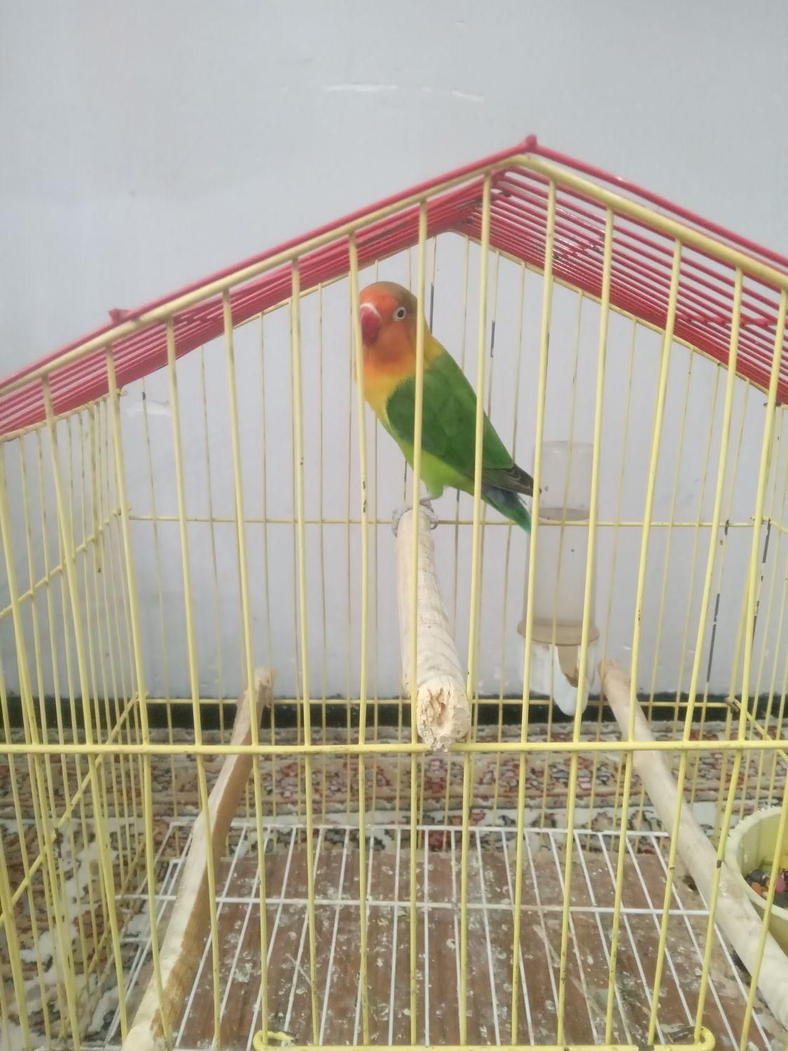طوطی برزیلی|پرنده|گرمدره, |دیوار