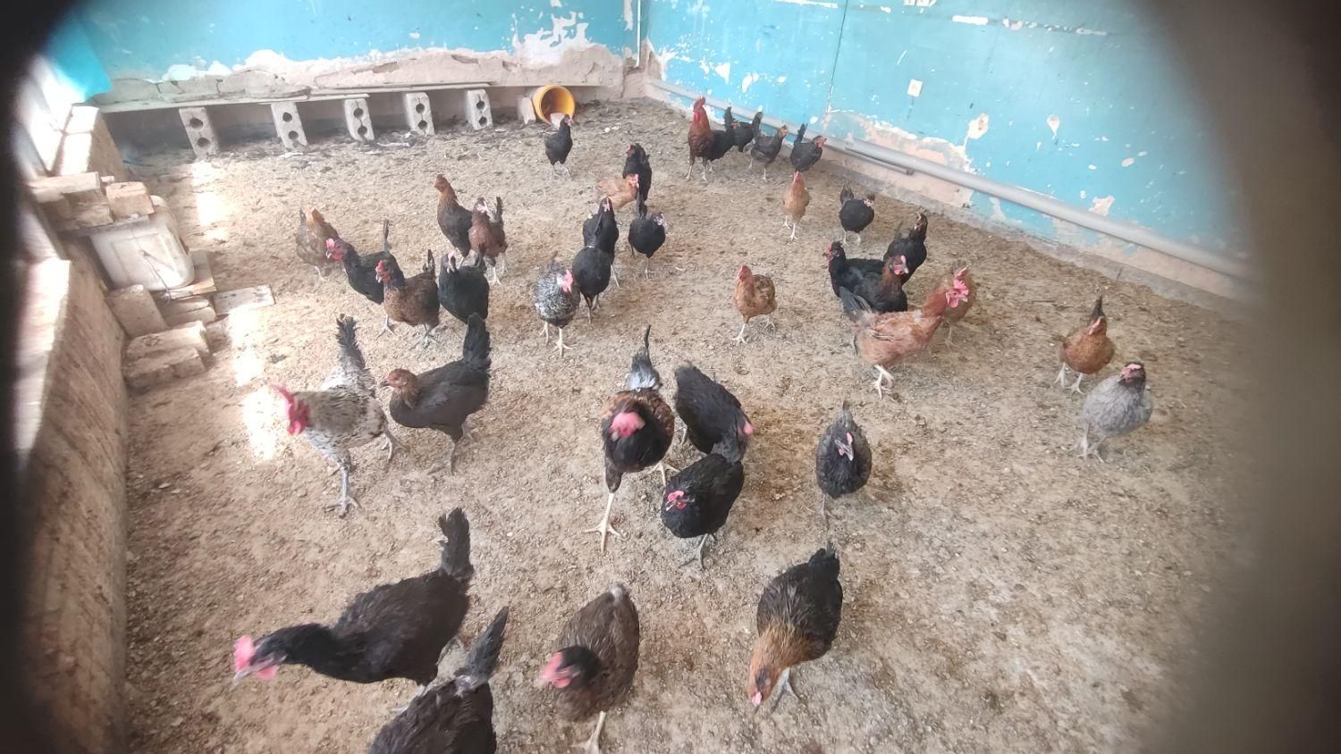 مرغ و خروس|حیوانات مزرعه|اصفهان, گورت|دیوار