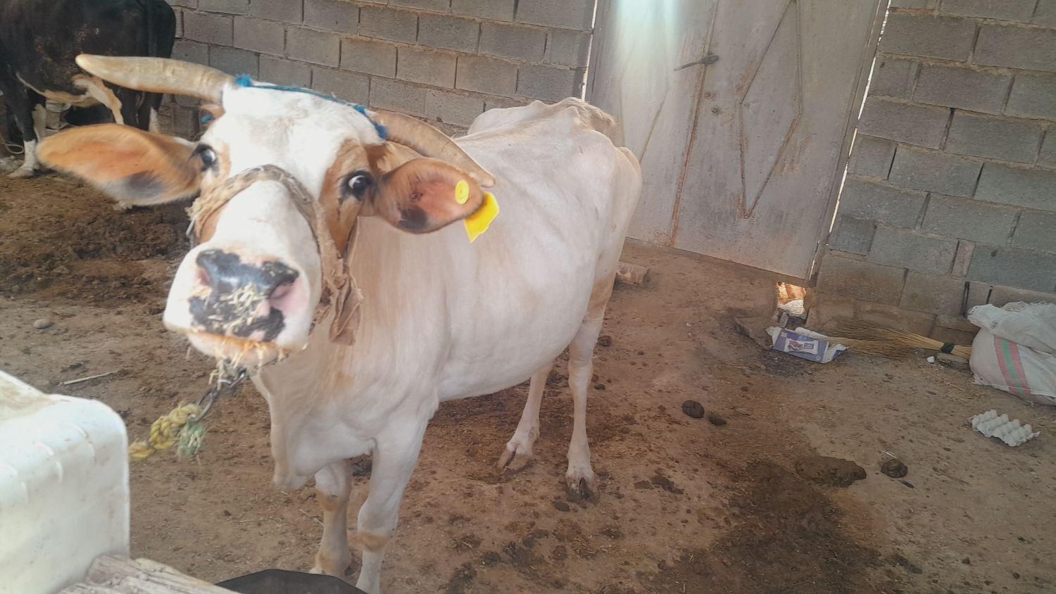 ۳عددگاو مارون ۳روستای بیت صیوان هلیچی|حیوانات مزرعه|رامشیر, |دیوار