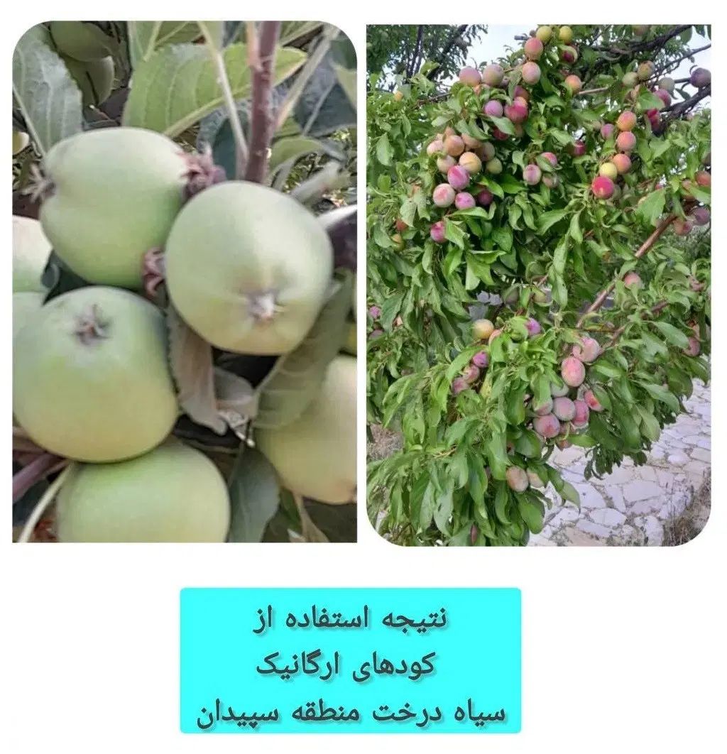 کود ارگانیک (افزایش تناژ و کیفیت گیاهت در اصفهان)|خدمات باغبانی و درختکاری|اصفهان, تیران|دیوار