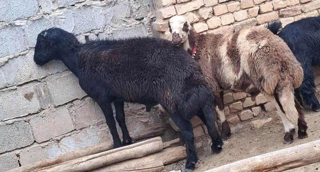 بره قوچ|حیوانات مزرعه|اصفهان, جی شیر|دیوار