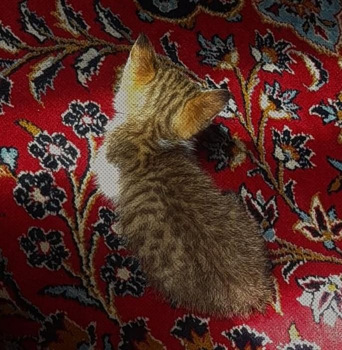 گربه خانگی|گربه|قرچک, |دیوار