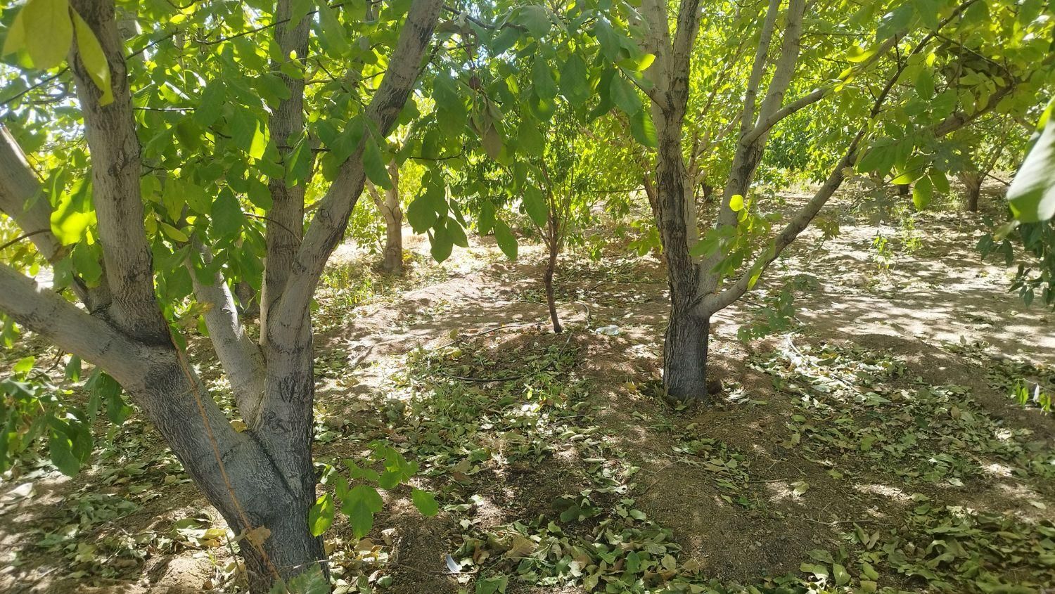 باغ کشاورزی محدوده پل زمانخان|فروش دفتر صنعتی، کشاورزی، تجاری|خمینی‌شهر, |دیوار