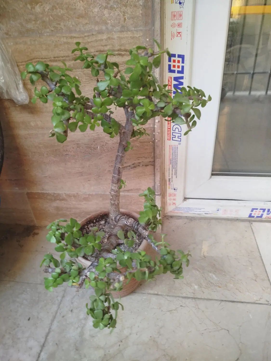 بنسای خرفه|گل و گیاه طبیعی|تهران, نیلوفر|دیوار