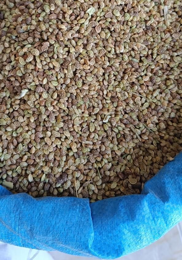 خرید و فروش بذر یونجه و بذر شبدر  بذرشبدر بذریونجه|خدمات باغبانی و درختکاری|سنندج, |دیوار