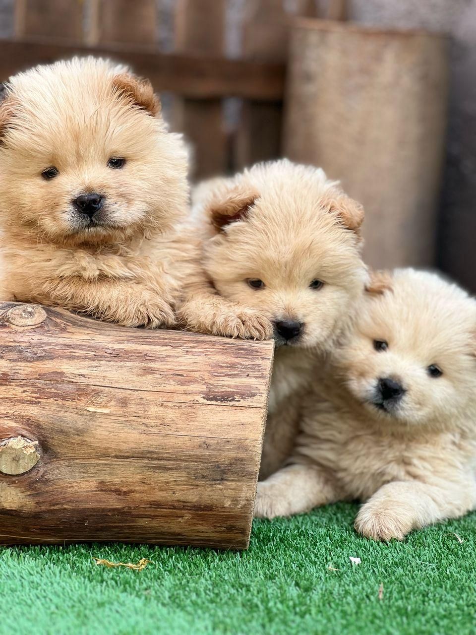 توله های چاوچاو|سگ|تهران, اختیاریه|دیوار