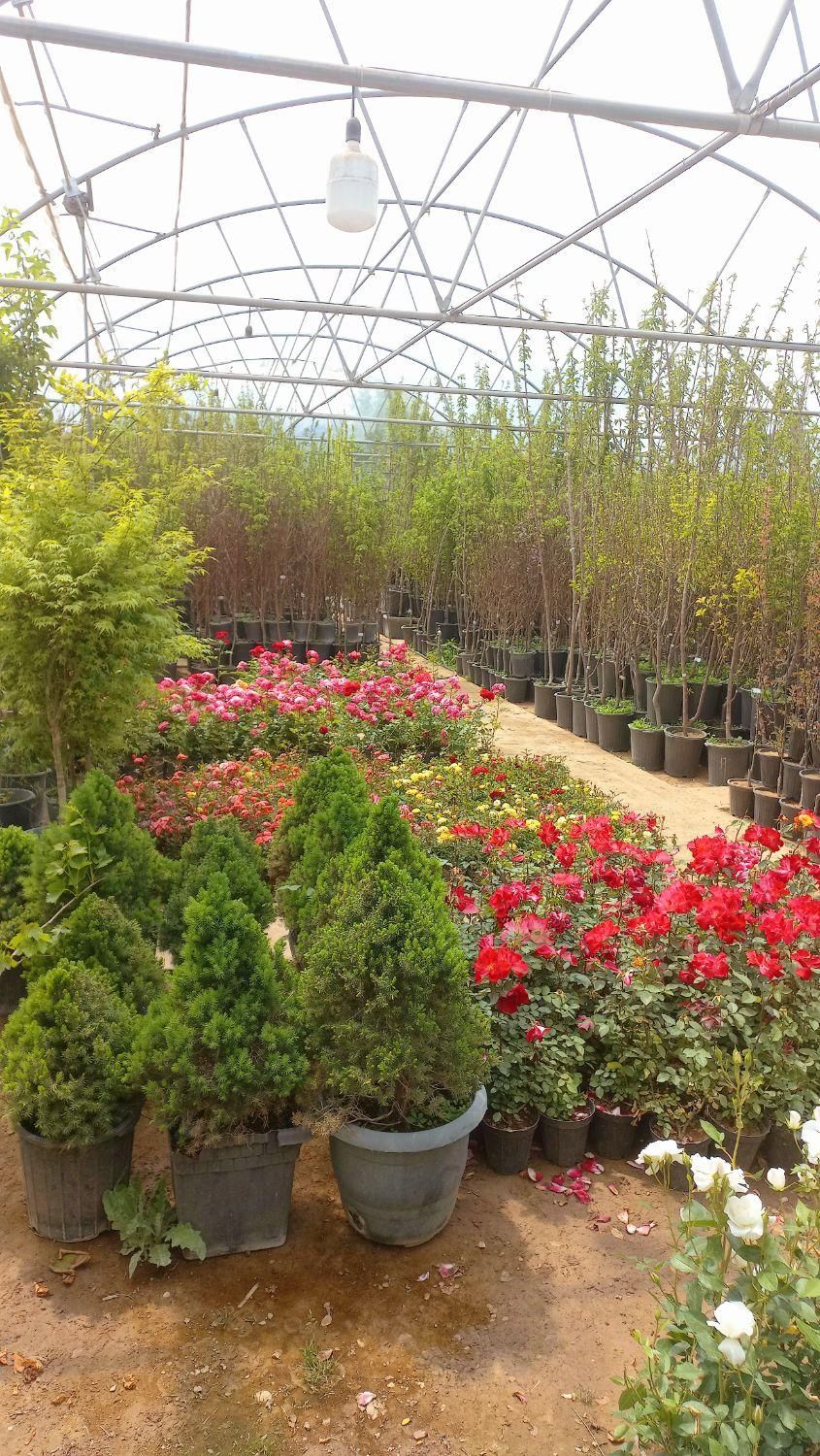 خدمات باغبانی طراحی گلکاری درختکاری محوطه سازی|خدمات باغبانی و درختکاری|همدان, |دیوار