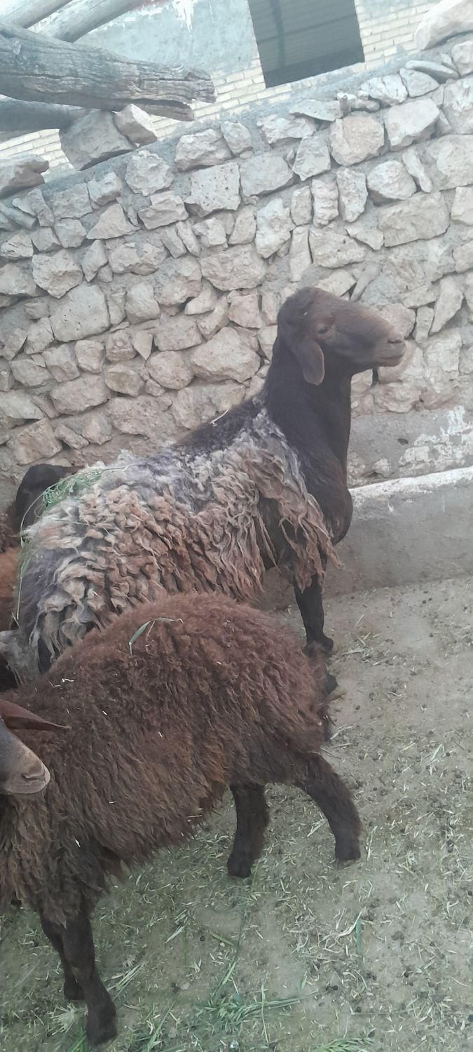 ی عدد قوچ مهربانی درجه یک|حیوانات مزرعه|نورآباد, |دیوار