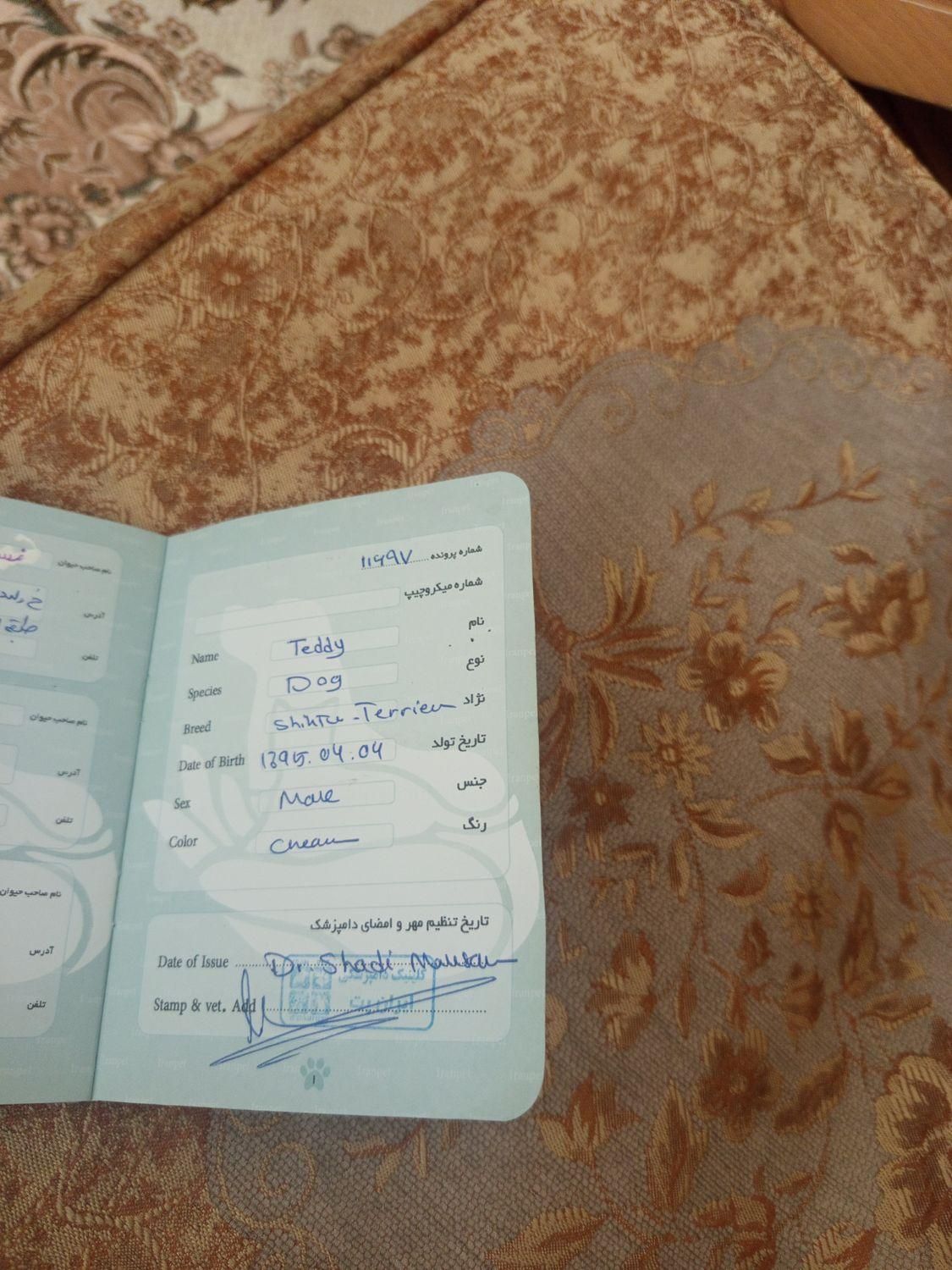درود ۱ عدد سگ اشپیز تییر|سگ|پردیس, |دیوار