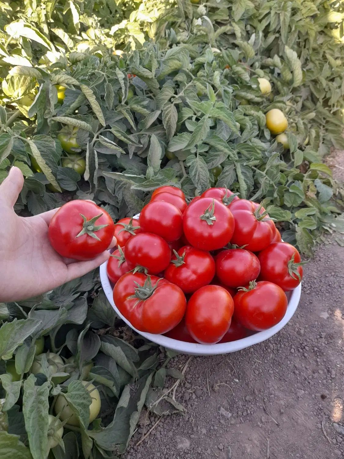 گوجه توسرخ درجه یک دسچین ترش گوشتی رب اعلا|خوردنی و آشامیدنی|مشهد, طبرسی شمالی|دیوار