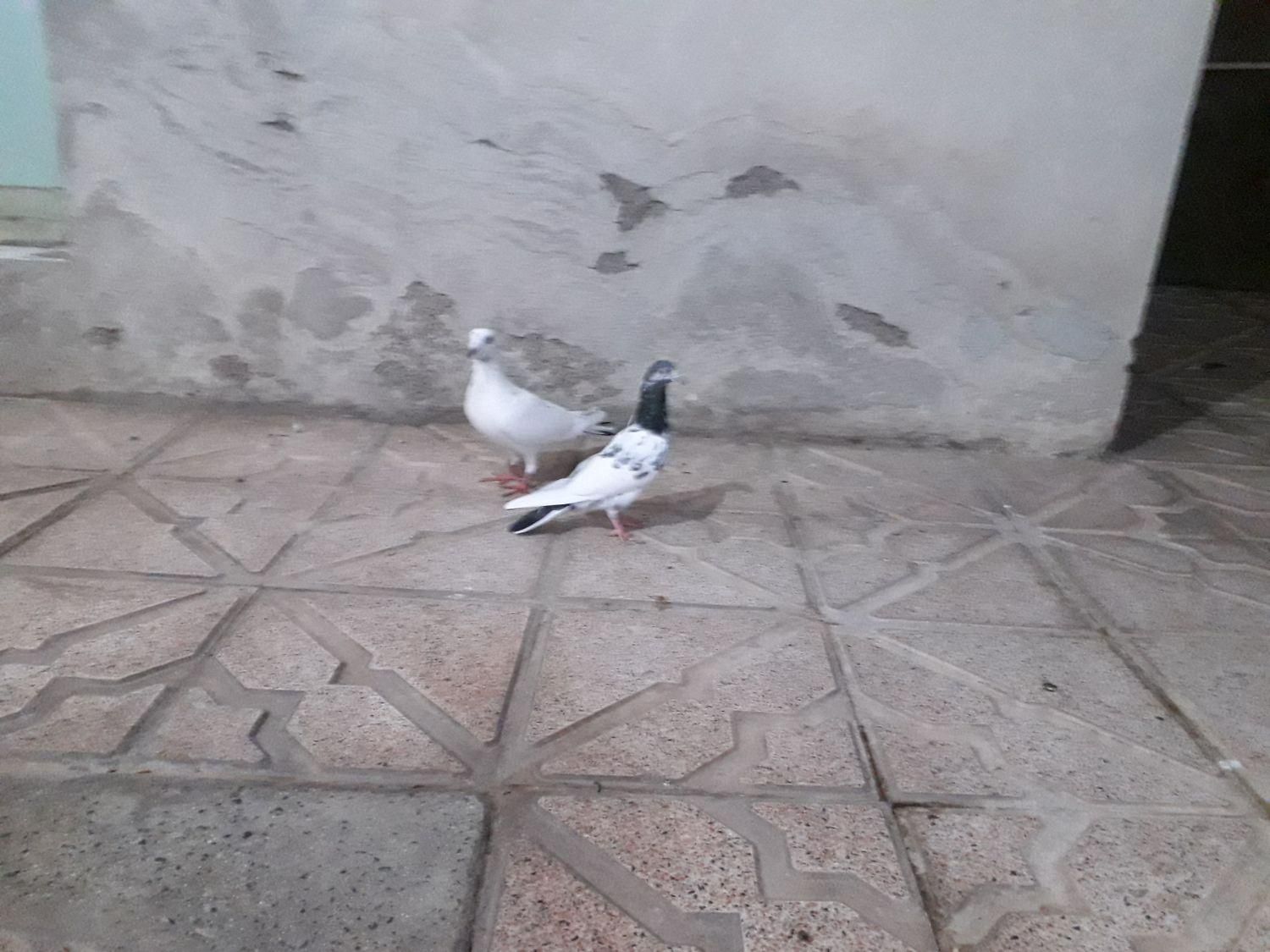 دو عدد ماده یکی تیپلر یکی مسافتی|پرنده|خوی, |دیوار