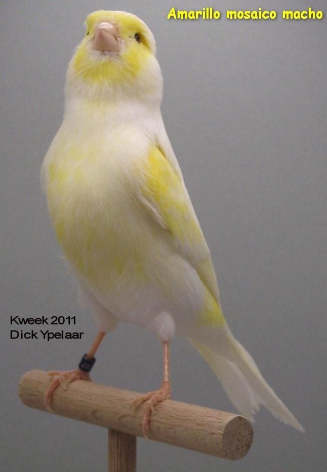 جوجه قناری ریزه خون رنگی|پرنده|قرچک, فردیس|دیوار