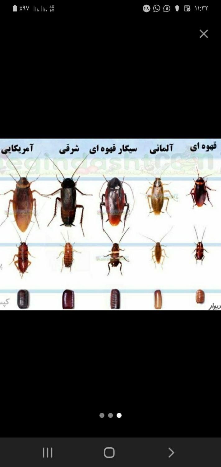 سمپاشی سوسک ساس موش سم پاشی تضمینی ۱۰۰درصدی|خدمات نظافت|کهریزک, |دیوار