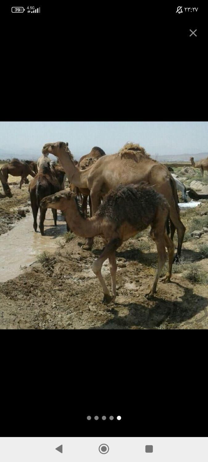 شیرشتر|خوردنی و آشامیدنی|قم, شاه سید علی|دیوار