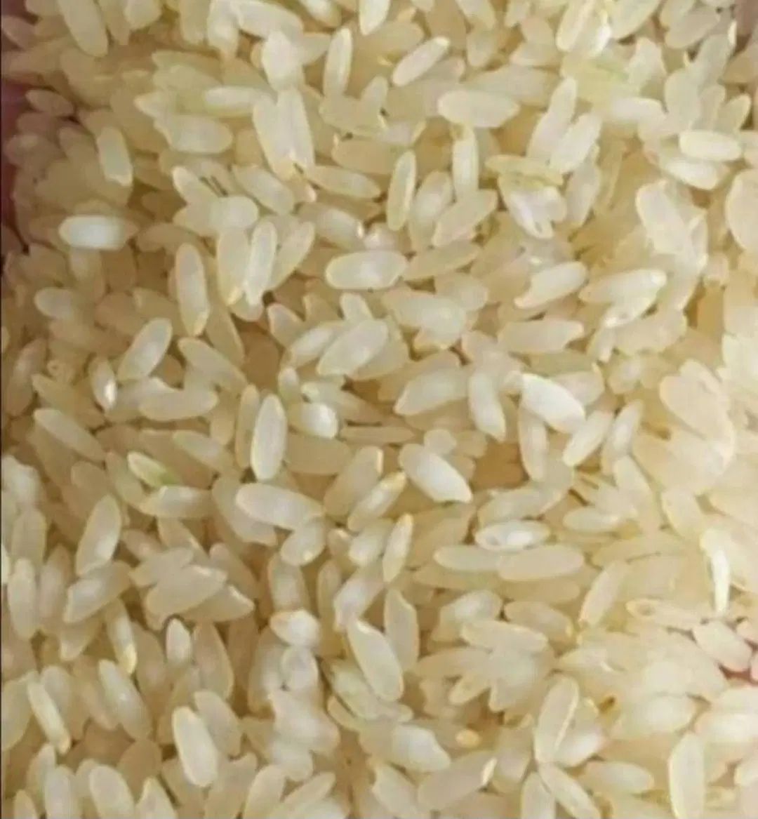 برنج و خرده برنج کامفیروزی و انواع حبوبات|خوردنی و آشامیدنی|صدرا-فارس, |دیوار