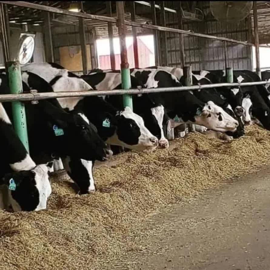 فروش نهاده کاه باگاس نیشکر مقوی|لوازم جانبی حیوانات|رفسنجان, |دیوار