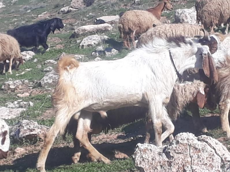 باب داشت تمیز سالم وسرحالل|حیوانات مزرعه|سرپل ذهاب, |دیوار