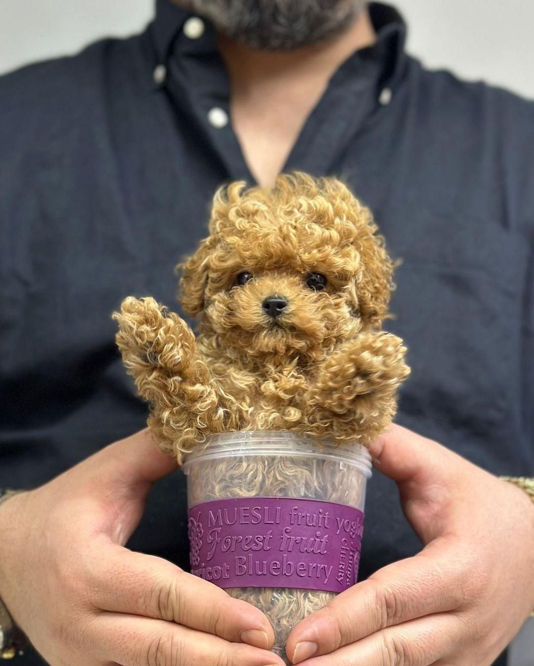 توله سگ توی پودل هلوی ۶۵ روز|سگ|تهران, سعادت‌آباد|دیوار