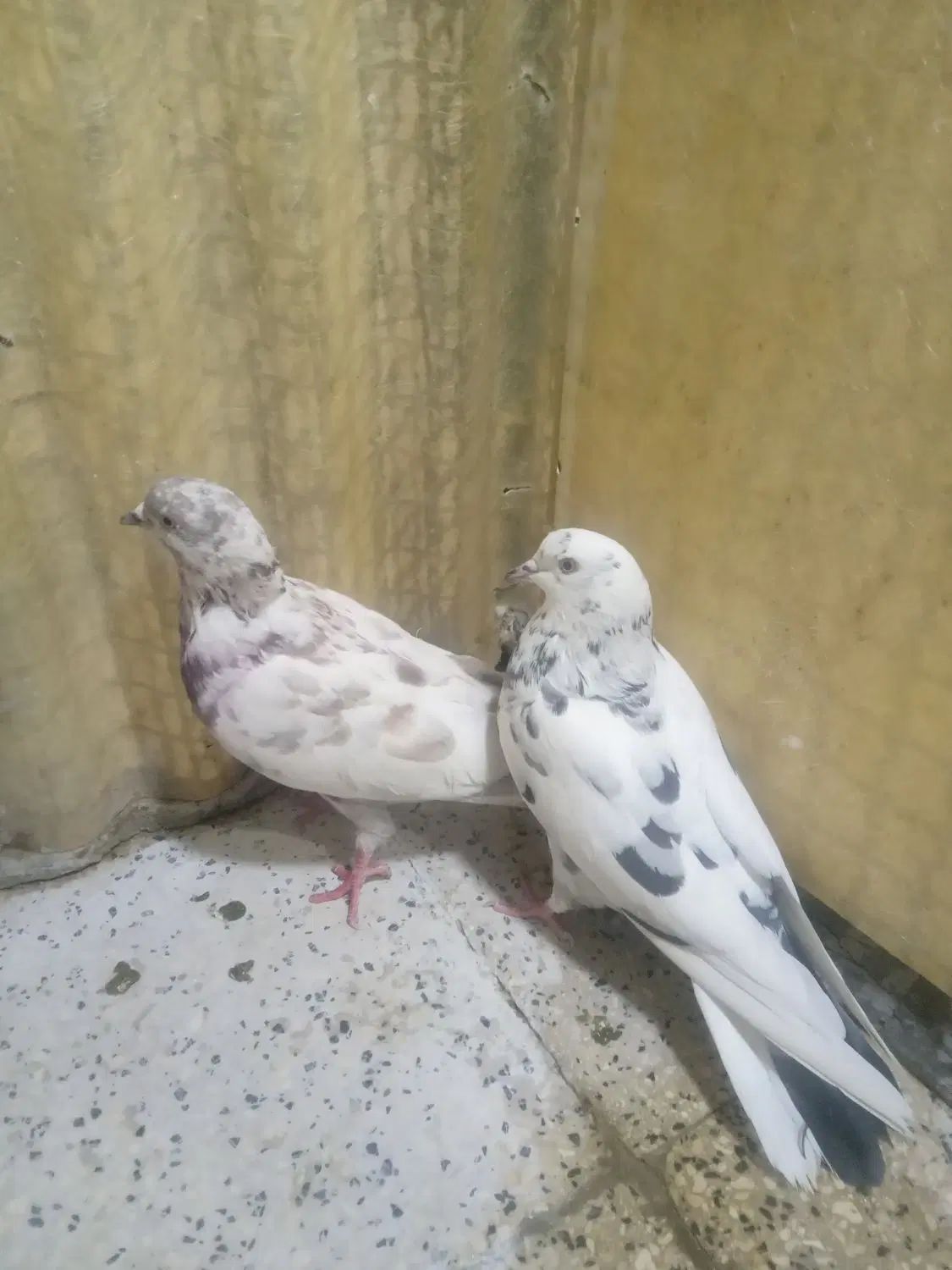 کفترگرفتنی۱۰طوق جوجه ۱۵۰۰۰۰تومان|پرنده|تهران, جی|دیوار