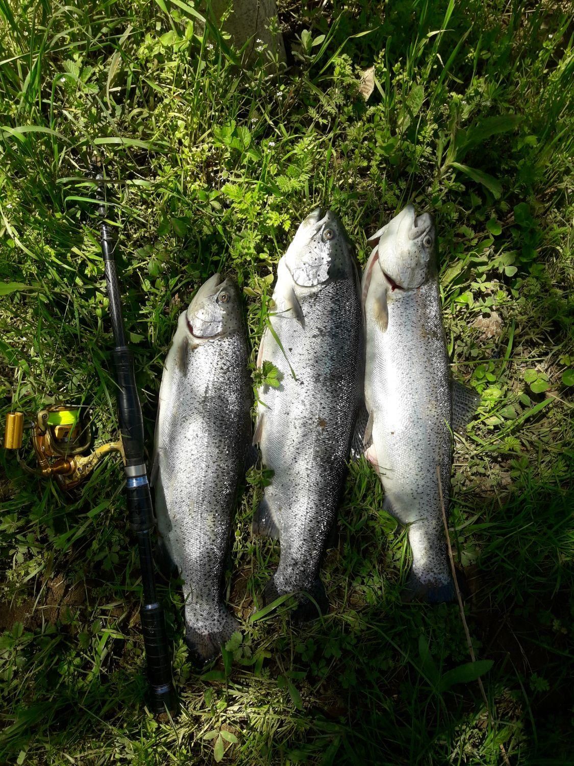 فروش انواع چوب و چرخ ماهیگیری|ماهیگیری|نهاوند, |دیوار