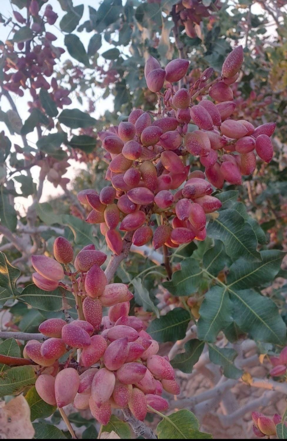 زمین پسته زار ۲۰۰۰ مترمربع ، بفروئیه میبد|فروش دفتر صنعتی، کشاورزی، تجاری|یزد, |دیوار