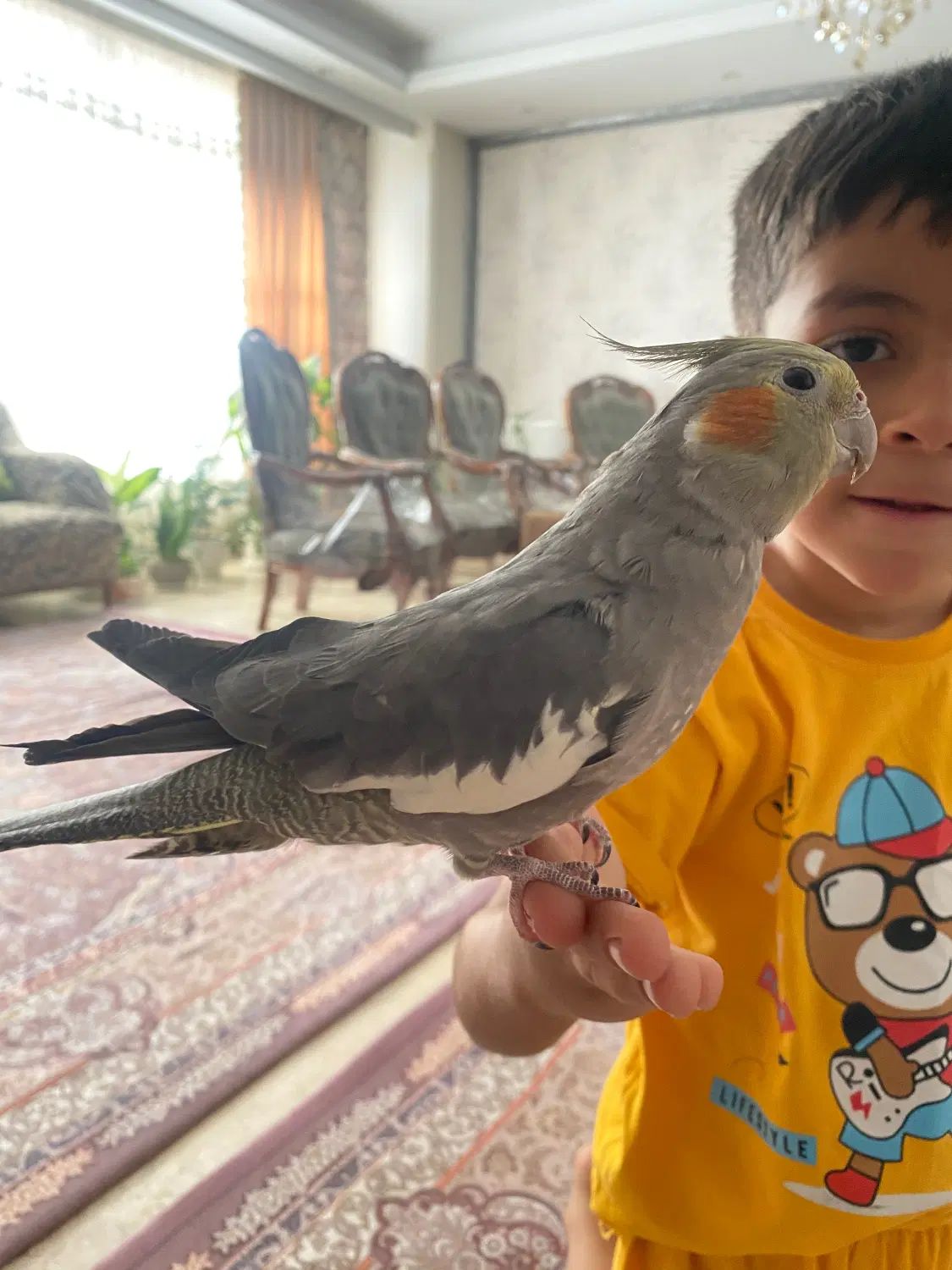 یک عدد عروس هلندی ماده رام و دستی مست|پرنده|تهران, تسلیحات|دیوار