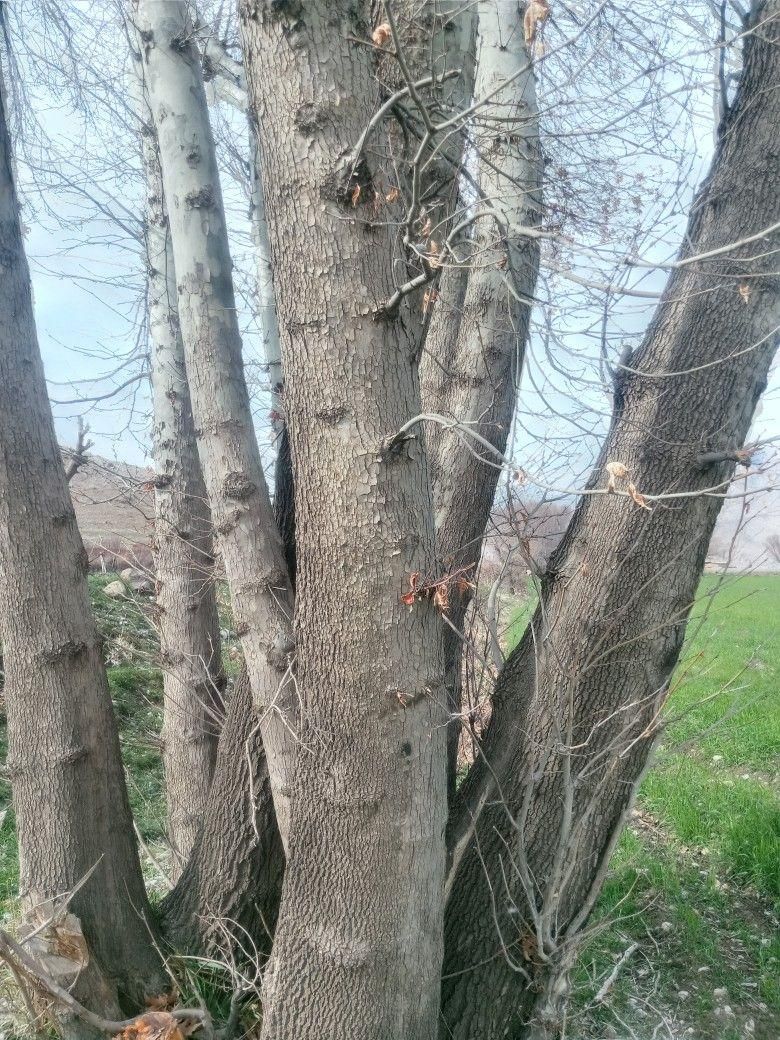 خریدانواع چوب|خدمات باغبانی و درختکاری|تویسرکان, |دیوار