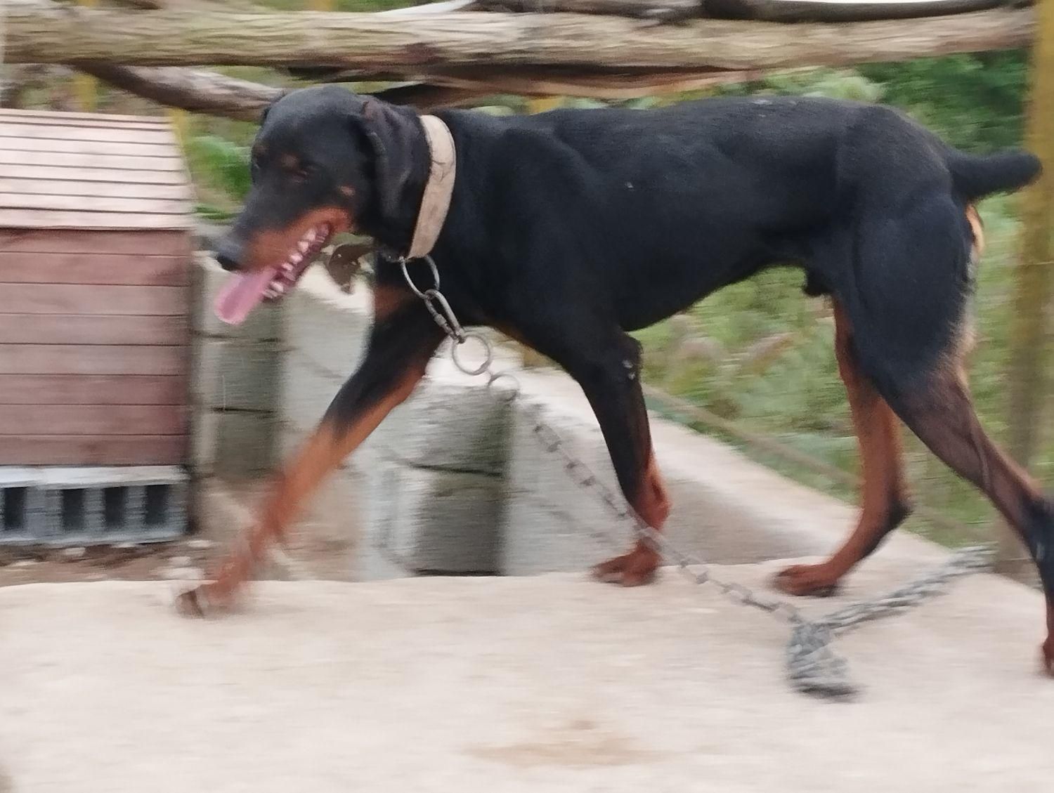 سگ دوبرمن نرماسال|سگ|ماسال, |دیوار