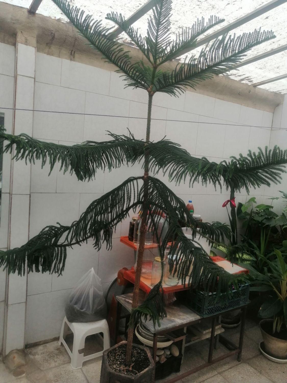 کاج مطبق|گل و گیاه طبیعی|تهران, مجیدیه|دیوار