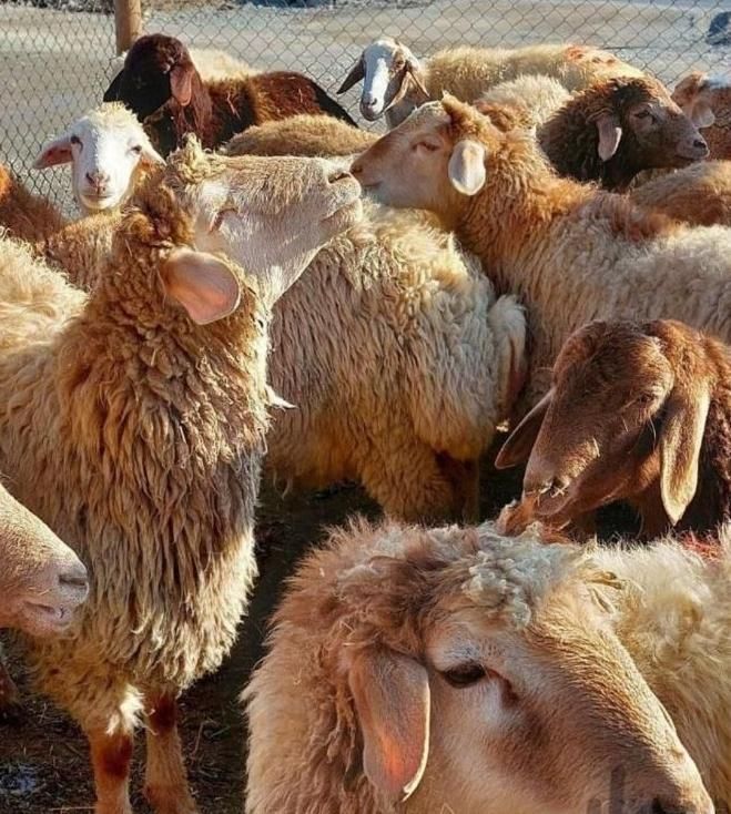 گوسفند اندیشه فردیس اهری مشکین دشت زنده باسکول.|حیوانات مزرعه|اندیشه, اندیشه فاز ۱|دیوار