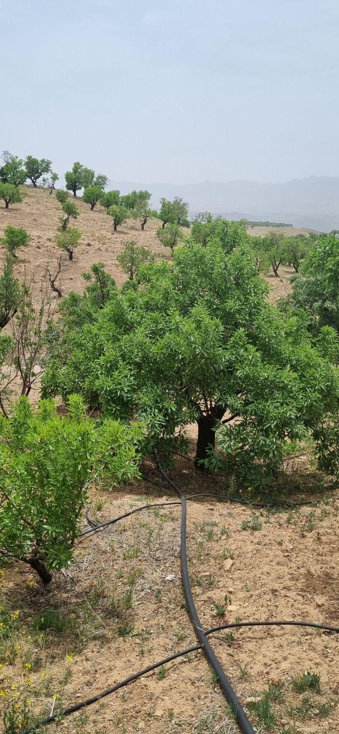 باغ بادام سنددار نزدیک پل زمانخان|فروش زمین و ملک کلنگی|شهرکرد, |دیوار