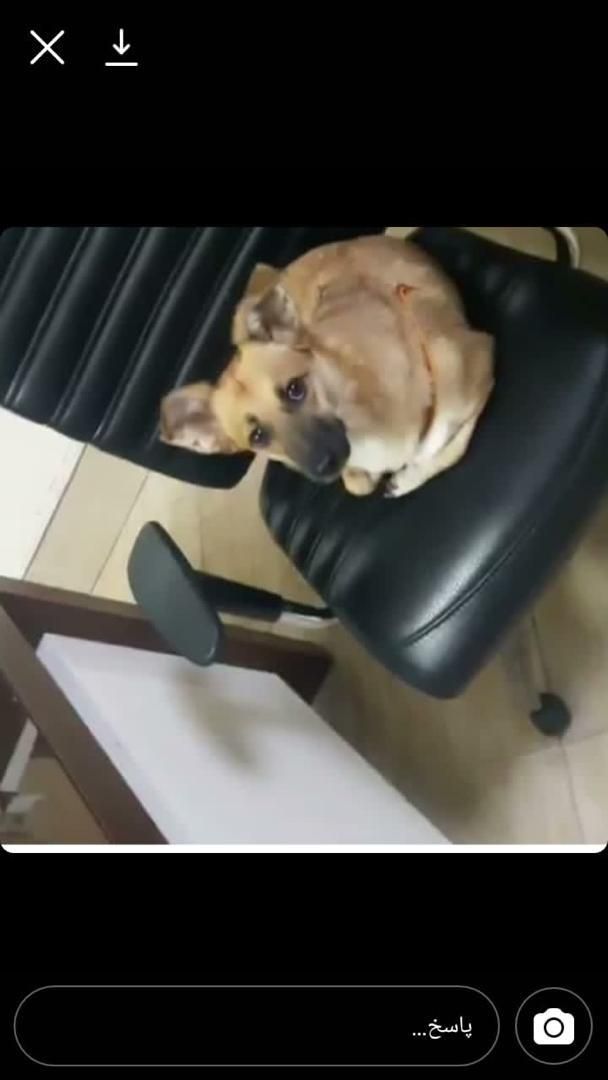 مژدگانی قابل توجه واسه یابنده شانتی سگ اشپیتز ماده|حیوانات|تهران, سلسبیل جنوبی|دیوار