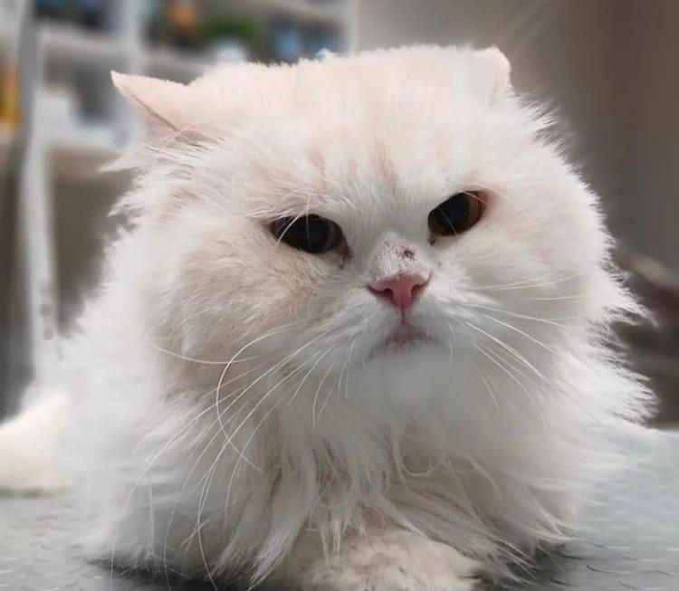 اصلاح سگ گربه پیرایش حیوانات خانگی پت|خدمات پیشه و مهارت|مشهد, وکیلآباد|دیوار