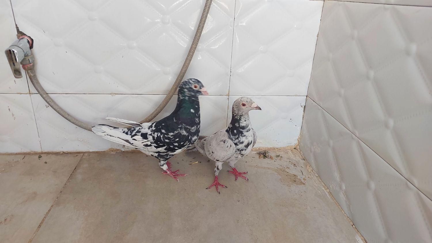 یه. جفت سرور چاپدار|پرنده|فسا, |دیوار