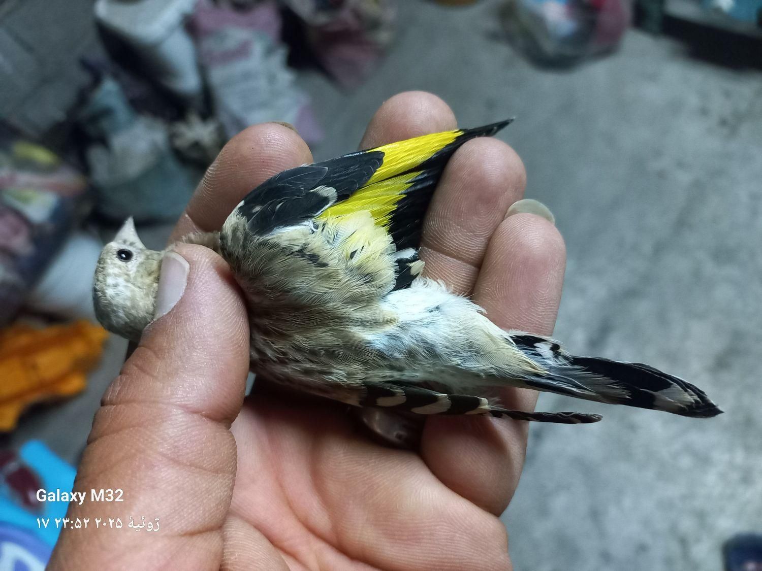 جوجه سهره نر|پرنده|جوانرود, |دیوار