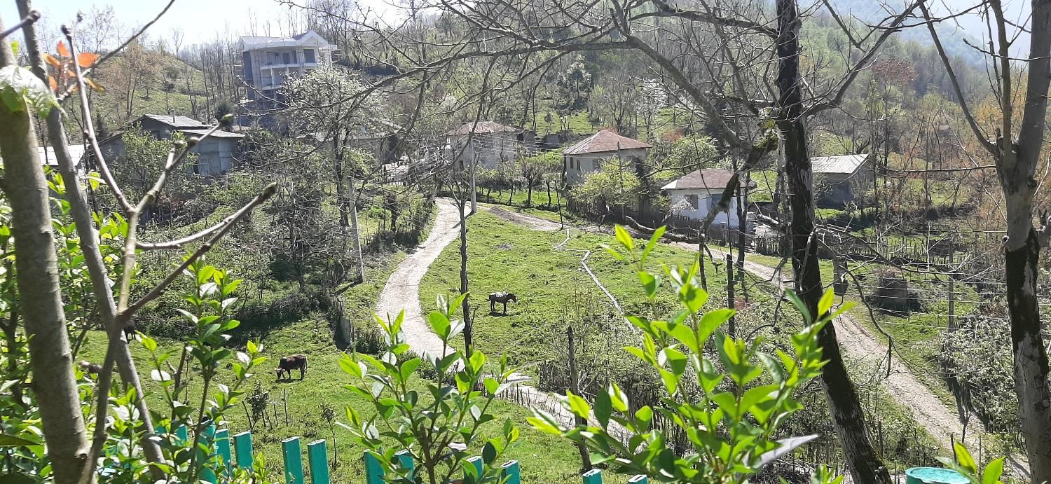 کلبه جنگلی سنتی روستایی دربست  بکروآرام  ویو|اجارهٔ کوتاه‌مدت ویلا و باغ|رامسر, |دیوار