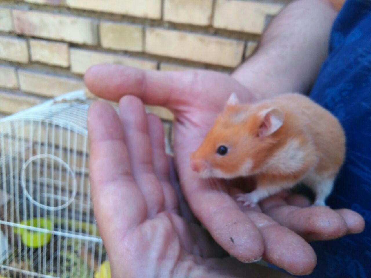 فروش همسترهای نازواهلی تکی و کلی|موش و خرگوش|تبریز, |دیوار