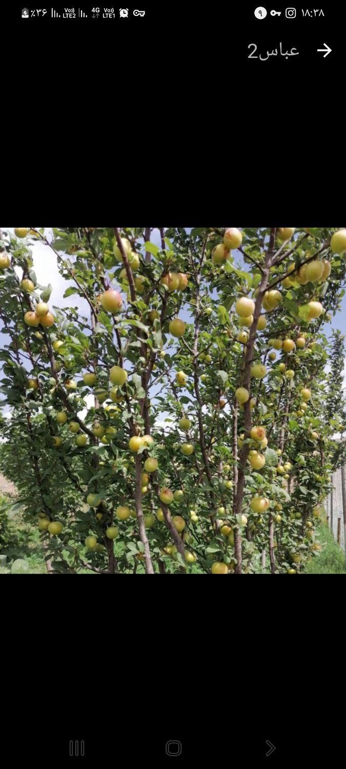 کود|گل و گیاه طبیعی|قم, قلعه کامکار|دیوار