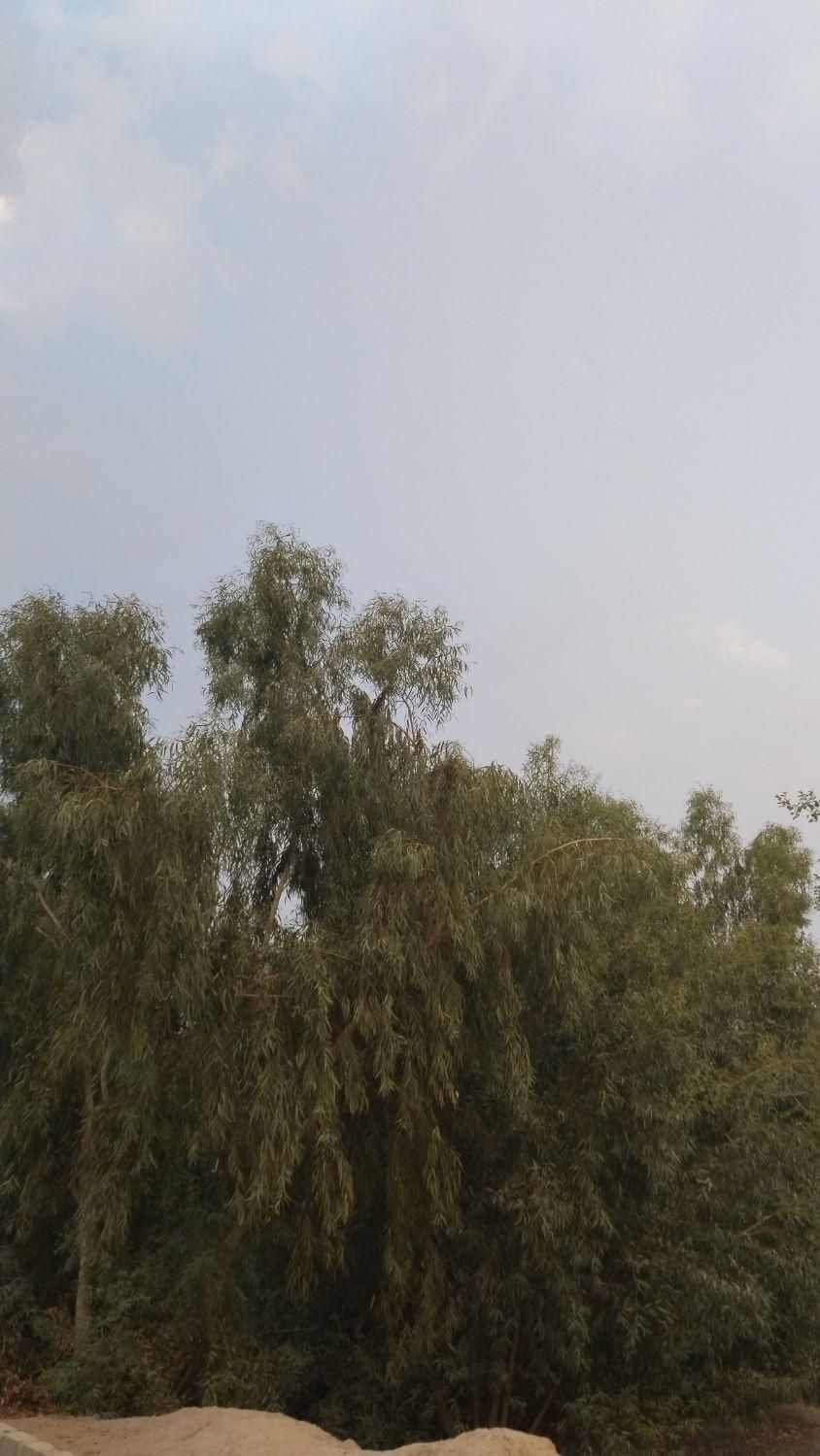 چوب ودرخت اکالیپتوس از کشاورز|خدمات باغبانی و درختکاری|شوشتر, |دیوار