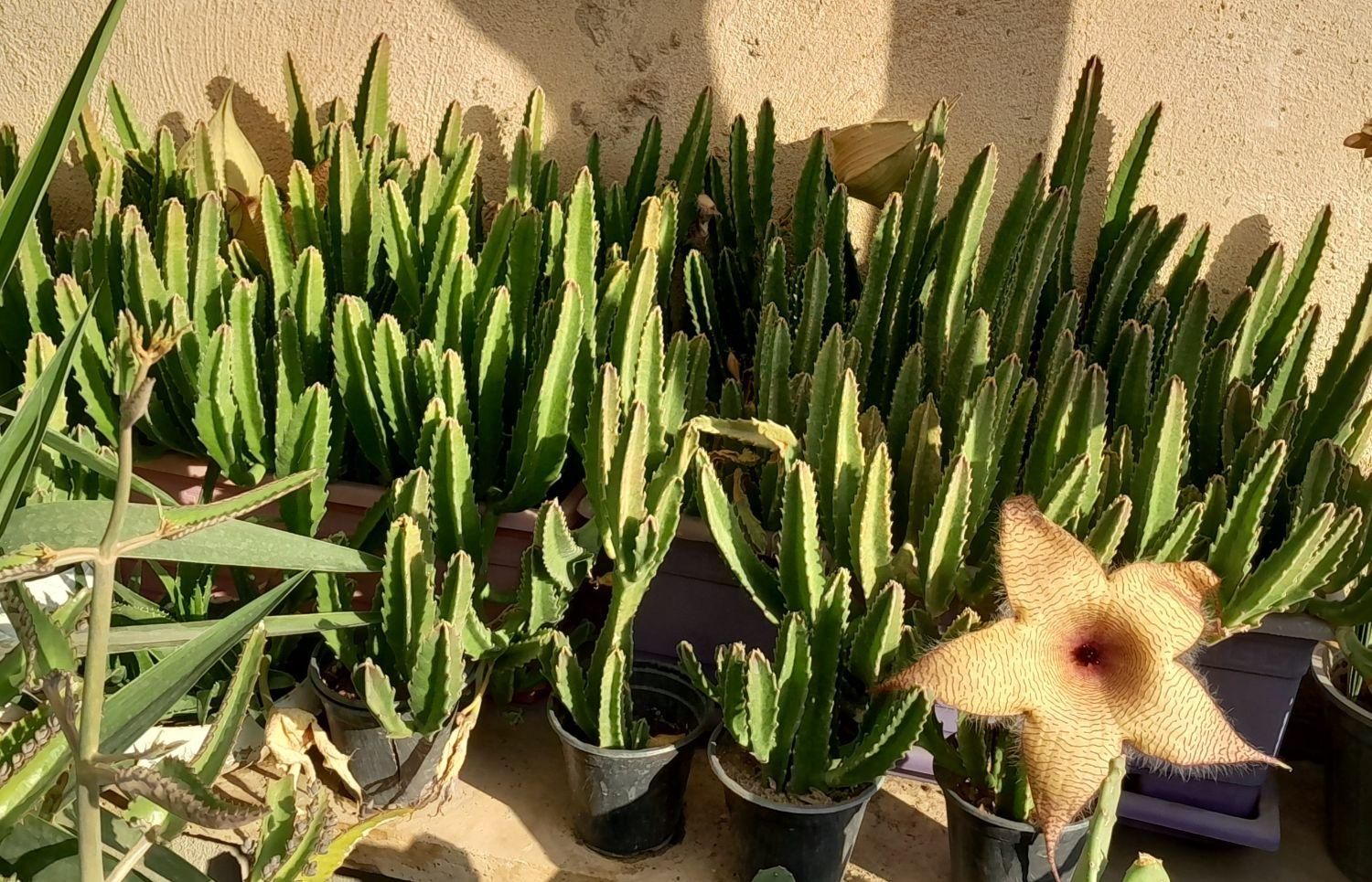 استاپلیا ( گل ستاره ای)|گل و گیاه طبیعی|تهران, مجیدیه|دیوار