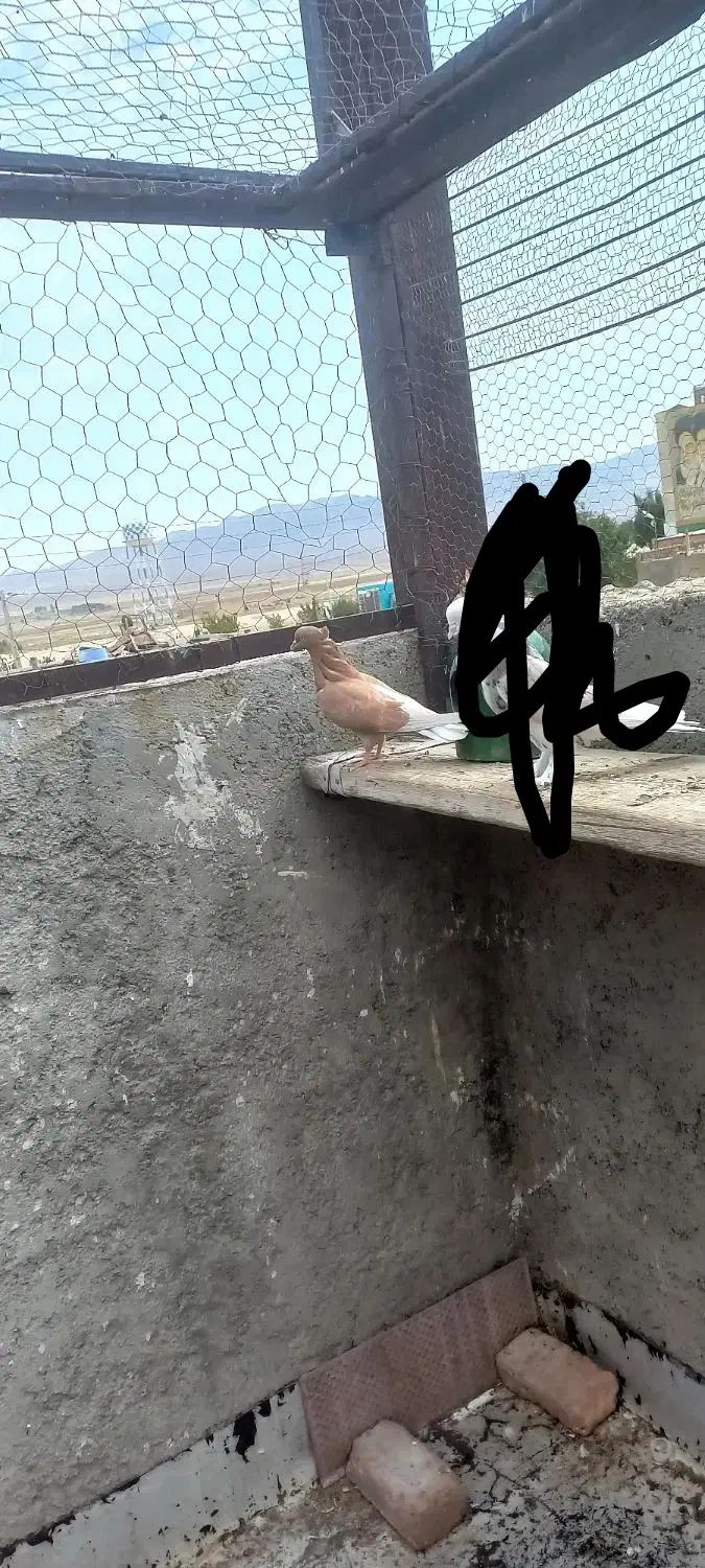 کفتر|پرنده|تهران, حسن‌آباد|دیوار