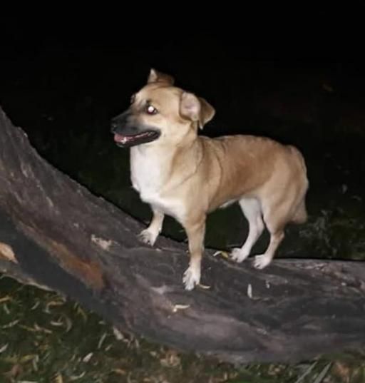 مژدگانی قابل توجه واسه یابنده شانتی سگ اشپیتز ماده|حیوانات|تهران, سلسبیل جنوبی|دیوار