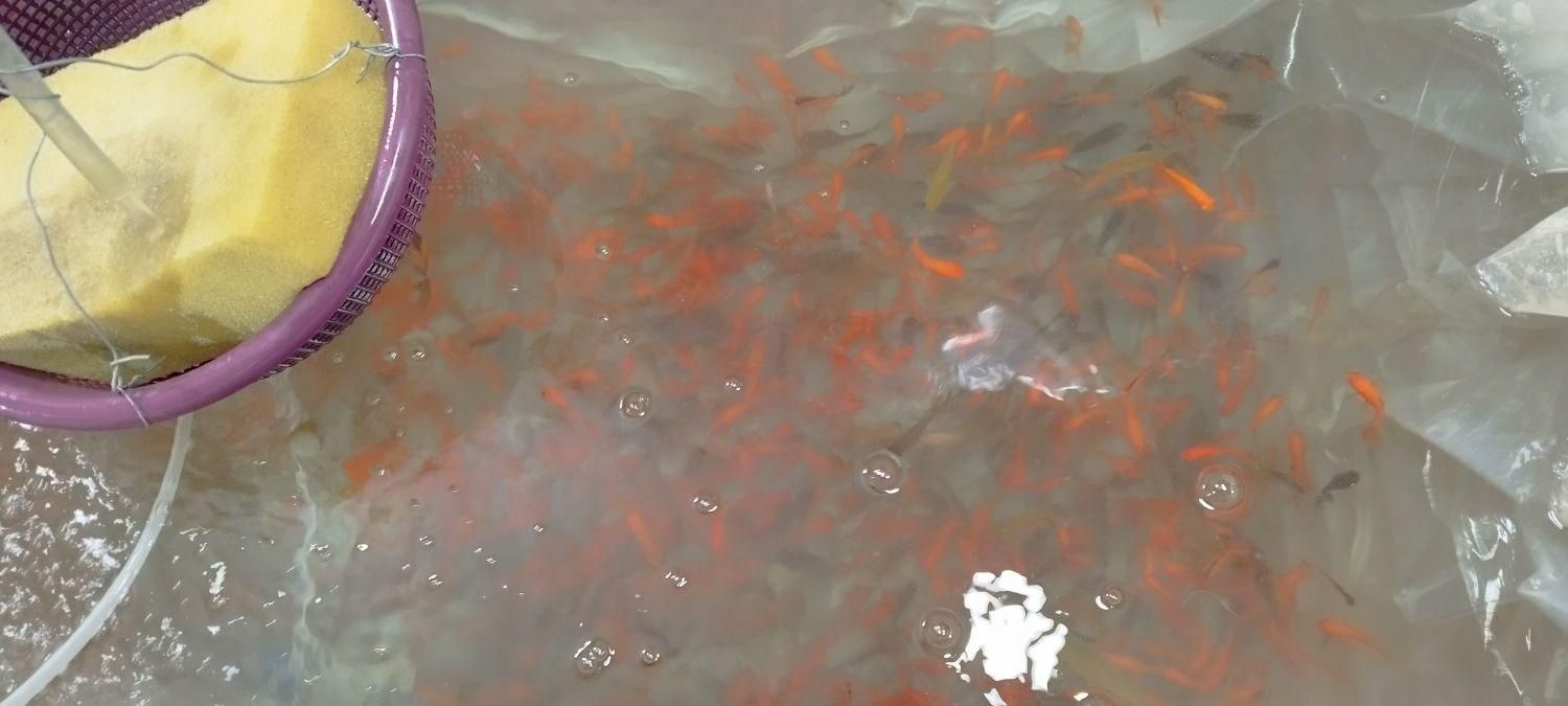 ماهی|ماهی|گرگان, |دیوار