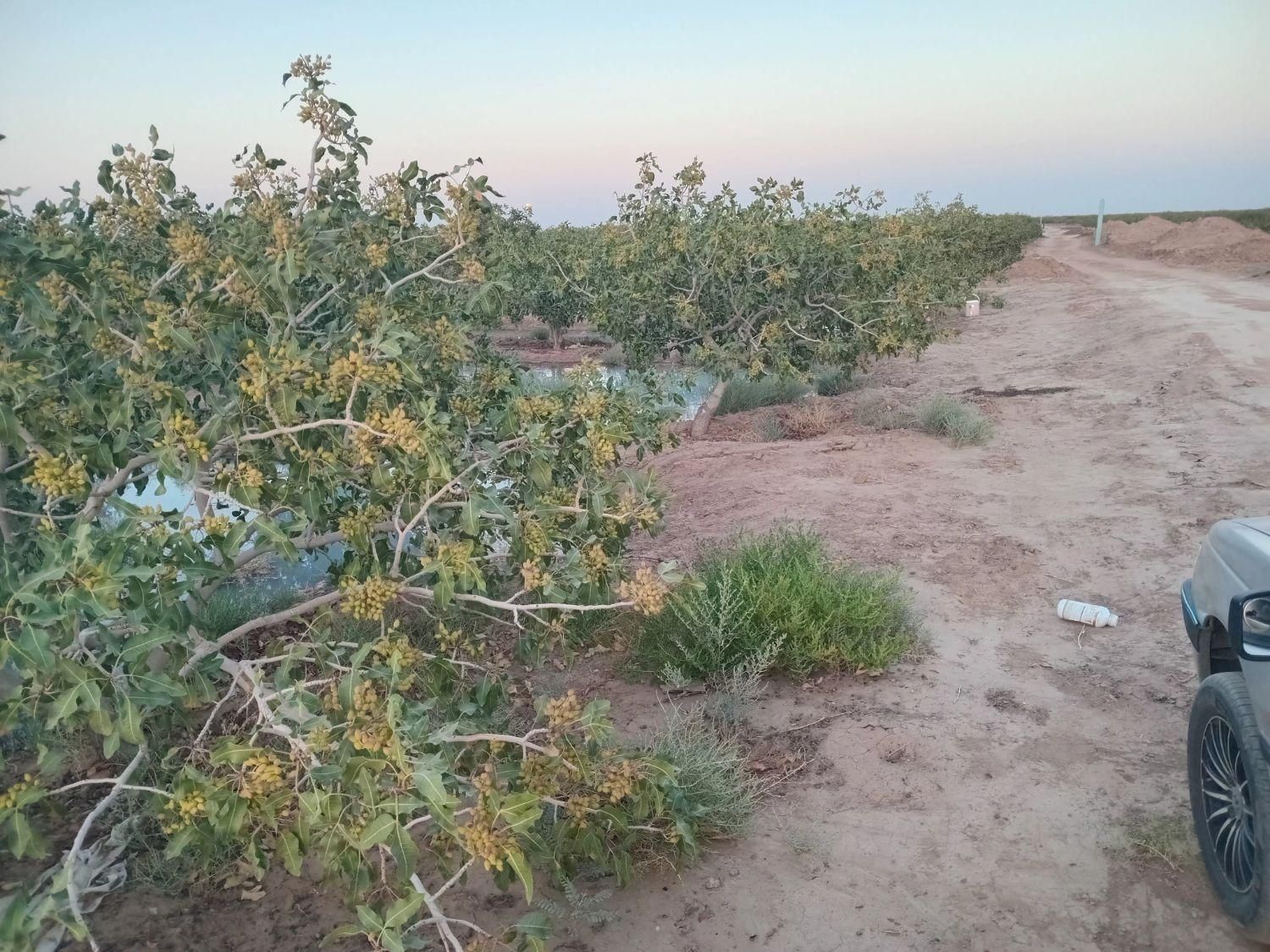 باغ فروشی4ساعت آب مدار24|فروش زمین و ملک کلنگی|مه ولات, |دیوار