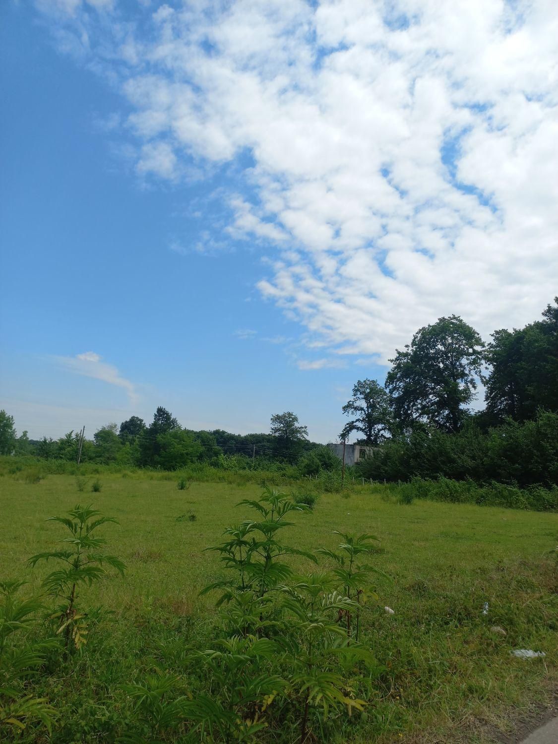 زمین / باغی / مزروعی / ۱۱۰ هکتاری|فروش زمین و ملک کلنگی|رشت, منظریه|دیوار